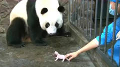 大熊猫第一次看见自己的宝宝，反应真是太逗了