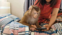 猴子聪明起来，就没人类什么事情了，下一秒太