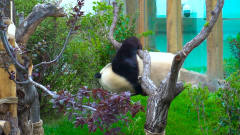 大熊猫跑到青藏高原, 跟一棵树较起了劲, 逗得游