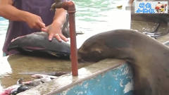 海狮经常光顾卖鱼摊，每天都来蹭鱼吃，呆萌的
