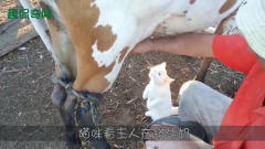 猫咪看主子在挤牛*，便给它喝了一点，镜头记录
