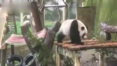 大熊猫，听到饲养员叫自己，奔跑的样子太逗了