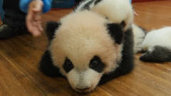 一只熊猫宝宝上演猪八戒背媳妇，小表情太搞笑