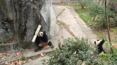 水管意外打到熊猫，熊猫越想越气跟它死磕，太