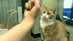 papi酱：看家小猫咪，主人不发话，就是不让你碰