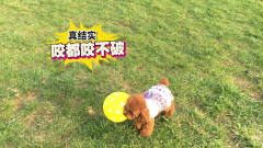 泰迪毛孩子草坪玩耍，被气球吓破狗胆！
