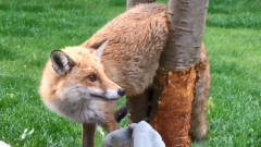 狐狸翻进院子想偷鸡吃，不料卡树上了，镜头记