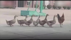 公鸡带6只鸭子乱入民警训练场 走出“魔性队列”