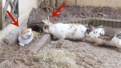 猫咪闯进兔子窝，看到两只肥兔子后秒怂，镜头