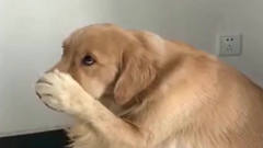 狗狗第一次吃榴莲，出乎意料，这表情太逗了！