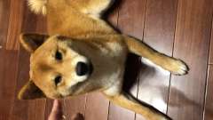 逗它