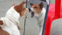 这奇葩的狗子太逗了，对着镜子里的自己傻叫，