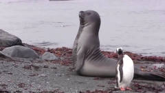一只象海豹在海边练起了瑜伽，姿势标准，镜头