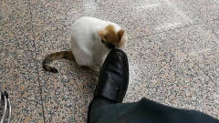 猫咪好玩无聊，在我皮鞋上蹭痒痒，真是太搞笑