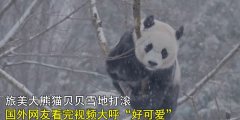 搞笑视频：雪地里打滚儿的国宝！