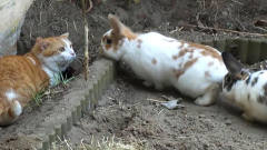 猫咪不小心掉进兔子窝，看到两只肥兔子后，简