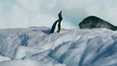 企鹅：有本事你上来抓我呀，海豹：上来就上来
