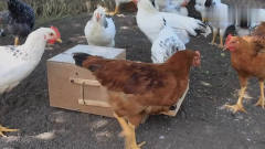 小伙发明了一台自动喂鸡的装置，使用后能把鸡