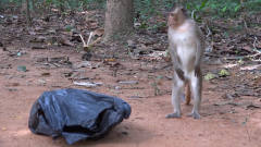 猴子发现一个会动的塑料袋，被吓了一个激灵，