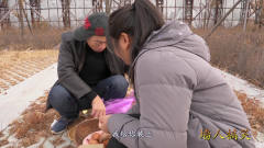 农村光棍卖鸡蛋，寡妇一连三次来买，结局太逗