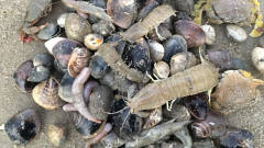 农村赶海发现两个“面包蟹”，踩出几条皮皮虾