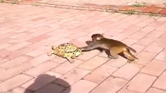 看到乌龟走得慢吞吞的，猴子着急的跳到后面推