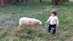小羊看到宝宝模仿它，羊脾气一下就上来了，镜