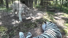 饲养员抱来一只假老虎，真老虎看见后，反应太