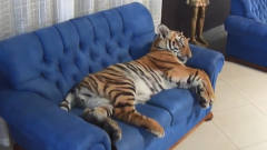 小老虎正熟睡，主人准备靠近吓唬一下，它的反