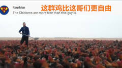 一条中国养鸡在国外火了，国外网友评论太逗了
