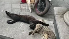 黑猫背着橘猫在外鬼混，被母猫发现以后，表情