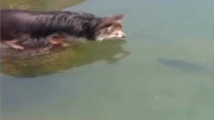 这条狗狗，竟栽在一条鱼手上，太搞笑了！