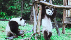 大熊猫：泰山叔叔，我这有根极品竹子，好吃，
