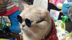 铲屎官带着猫咪逛夜市，猫咪的表情太搞笑了：