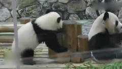 熊孩子兴奋过头，捣蛋不停，熊猫妈妈全程淡定