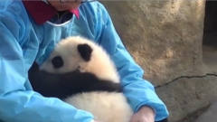 受了委屈的熊猫宝宝，哭唧唧地找饲养员求安慰
