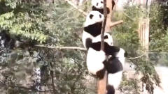 动物园突然放水，熊猫吓得集体上树，镜头拍下