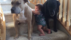 妈妈命令狗狗不让宝宝上楼，两只狗狗立刻变成