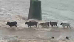 几只牛过涨洪水的桥，走一半只剩一只，镜头记