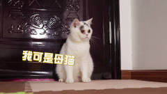 铲屎官为了和猫咪玩游戏，买来了逗猫棒！喵：