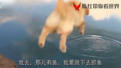 狗狗站到高处按照主人要求的跳水动作跳水，完
