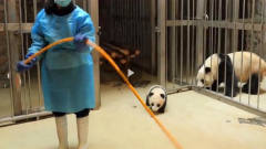 小熊猫想逃跑，没想到被熊猫妈妈发现，直接被