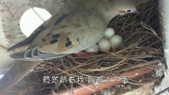 鸽子出去觅食，主人趁机将鸡蛋放进窝里，鸽子