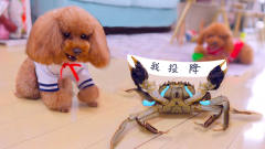 狗狗决战大闸蟹，才使出三招，螃蟹就举双手投
