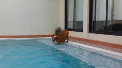 斗牛犬想下水玩耍，不会游泳遭到主人嘲笑，镜