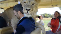 第一次见到这么热情的狮子，游客被吓到哭笑不