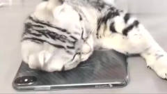 萌宠：小猫枕着手机睡觉，电话突然响了，猫咪