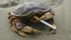 男子给螃蟹递烟，模样太搞笑，螃蟹：一口入肺