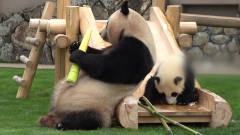 小熊猫获得极品竹笋，下一秒被熊猫妈妈抢走，
