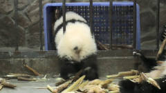 熊猫宝宝策划越狱，小短腿萌到犯规，镜头记录